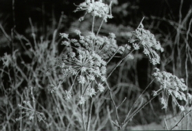 Eisblumen